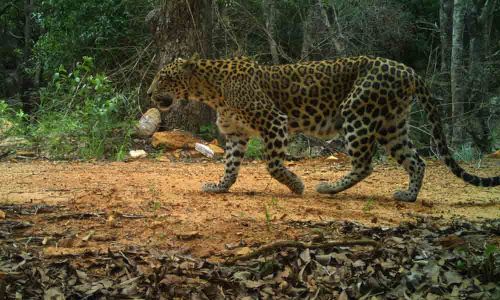 Camera Traps Capture Images of Rare Fauna in Tirumala Tirupati Hills