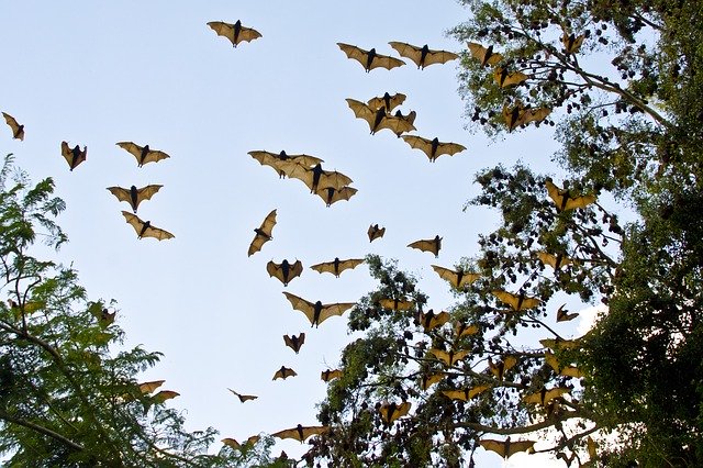 New roosting site of rarest bats in the world found