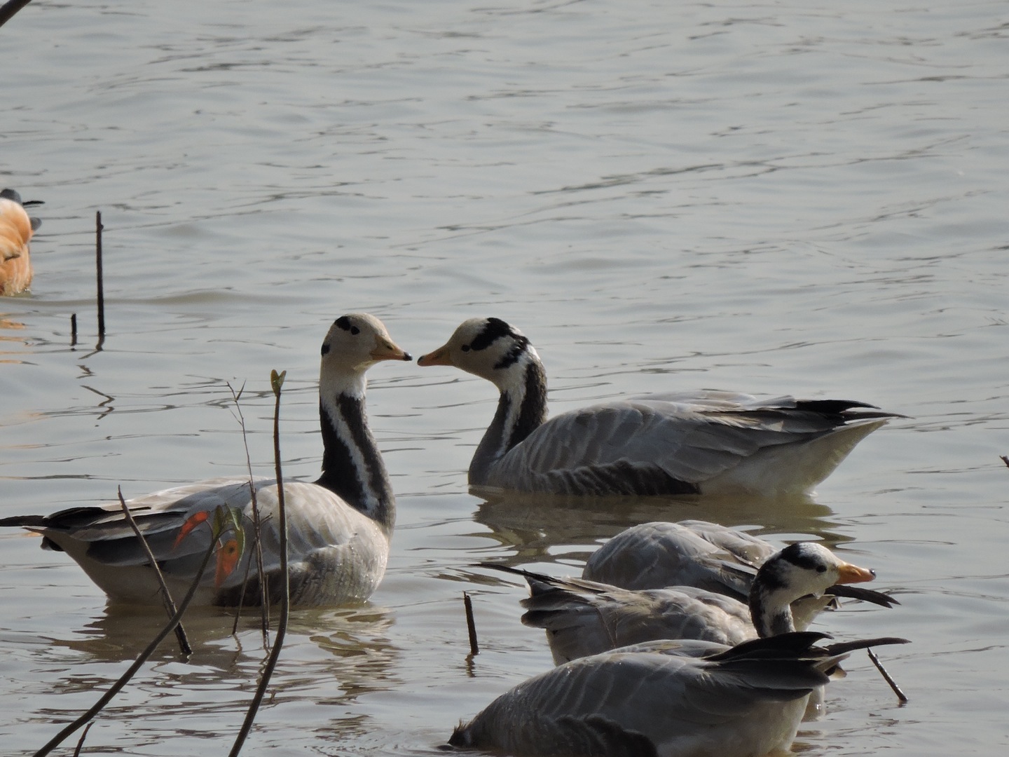114 Species of Wetland Birds visit Pong Dam Lake