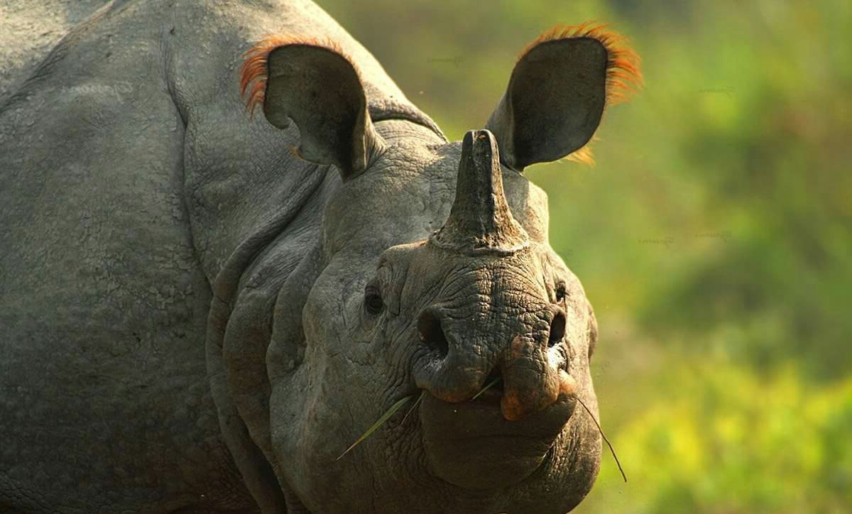 21 Rare and Threatened Species of Kaziranga National Park - India's  Endangered