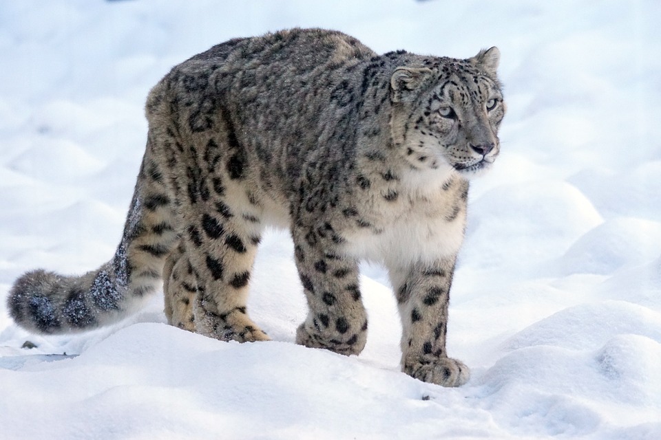 Why do Snow Leopards have such a Long Tail?