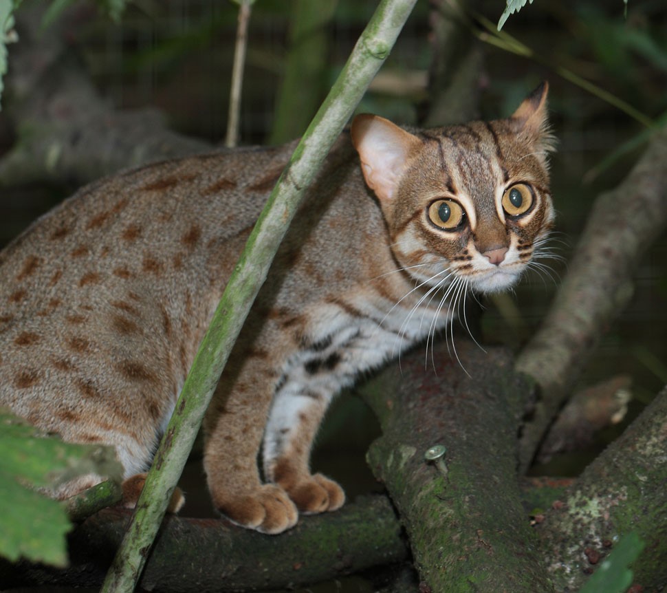 Rare Rusty-spotted Cat Seen in Uttar Pradesh Reserve After a Decade