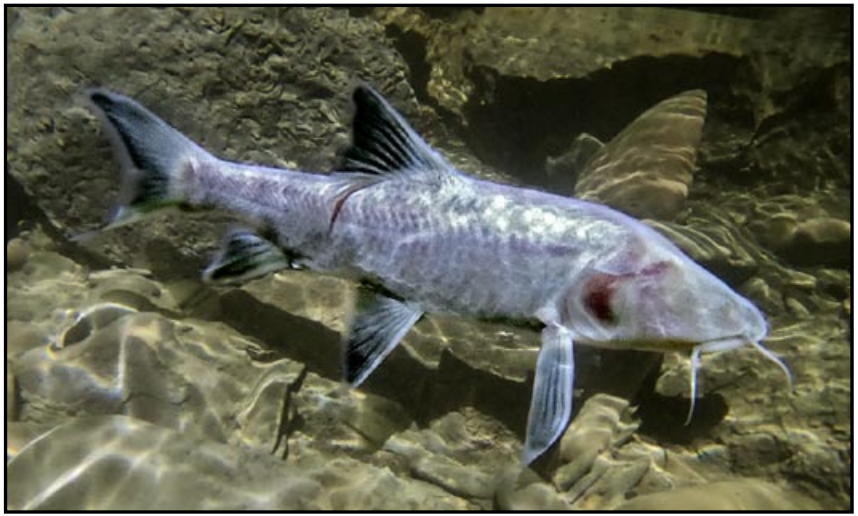 World's Largest Cavefish Discovered in India - India's Endangered