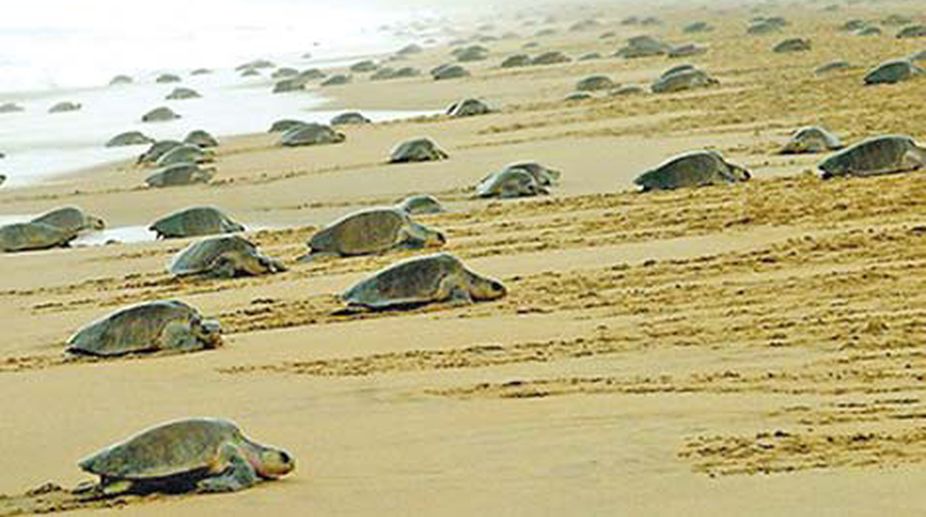 Mass Nesting of Olive Ridley Turtles Begins in Odisha