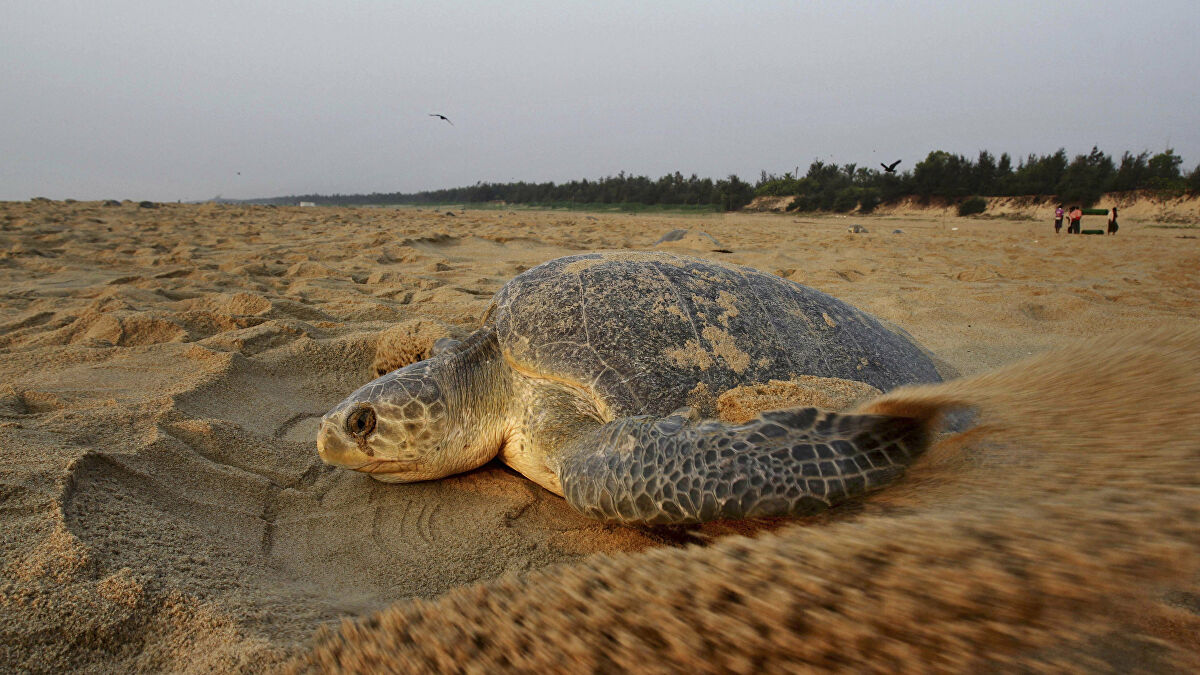 Mass Nesting Of Olive Ridley Turtles Begins In Odisha - India's Endangered