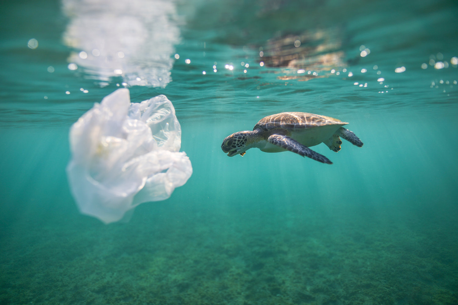 Sea Turtles are Attracted to Stinky Plastic