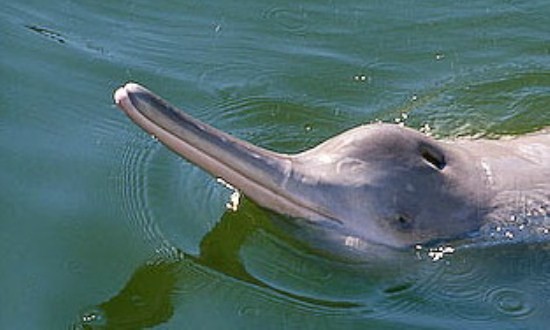 Rare Ganga River Dolphin Spotted in Meerut and Kolkata amidst Lockdown