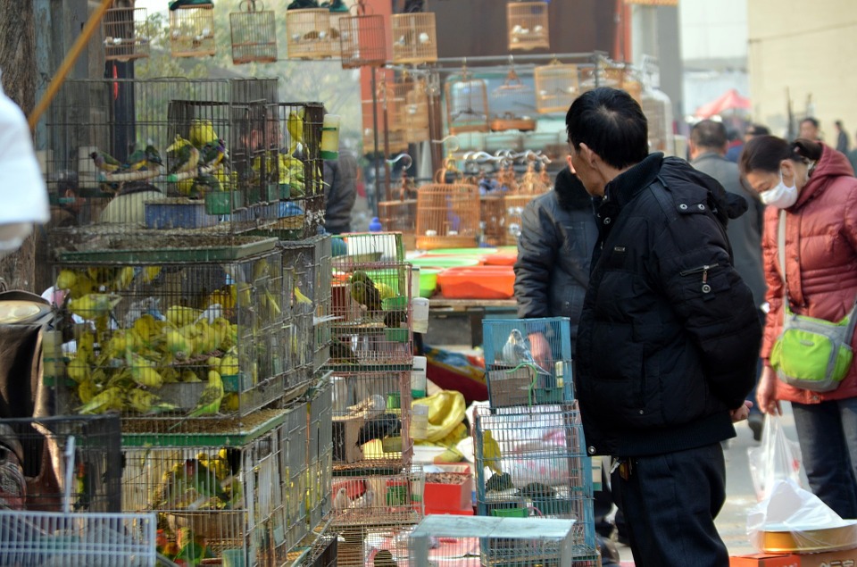 China Offers Money to Breeders to Quit Wildlife Trading