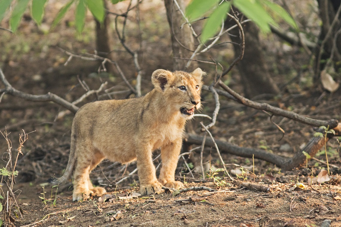 Gujarat Now Has 674 Asiatic Lions…Or Is It?