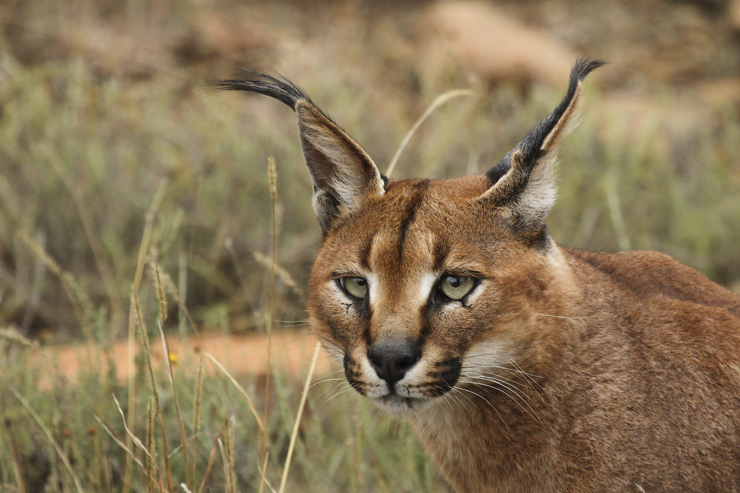 18 to 35 Caracals found in Ranthambore National Park - India's Endangered