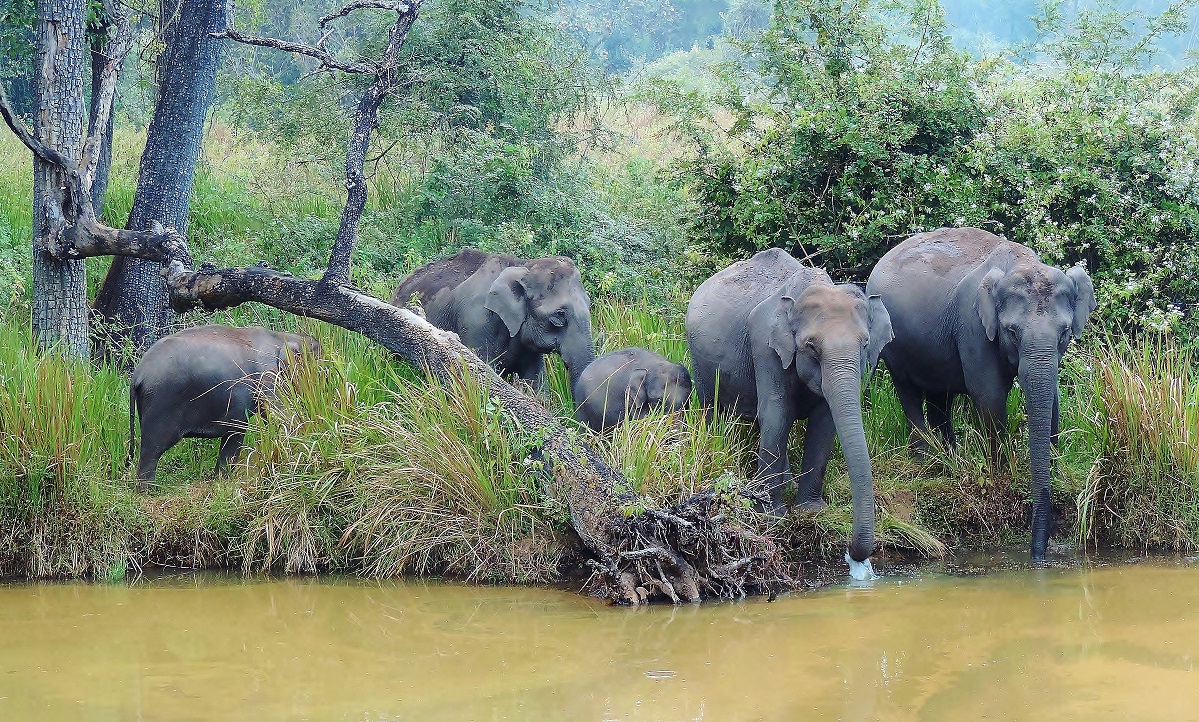Six Elephants die within Ten Days in Chhattisgarh