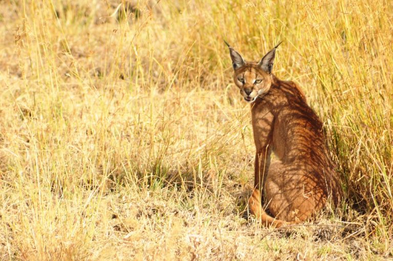 18 to 35 Caracals found in Ranthambore National Park - India's Endangered