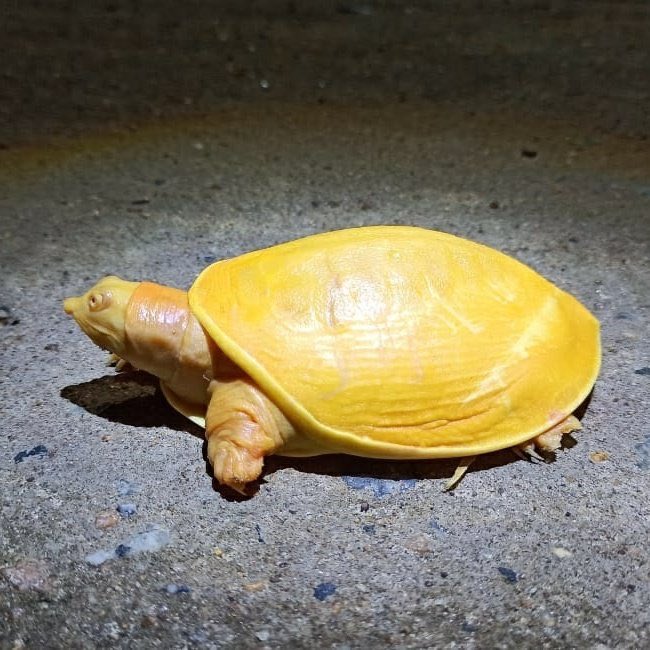 Rare Yellow Turtle Rescued in Odisha