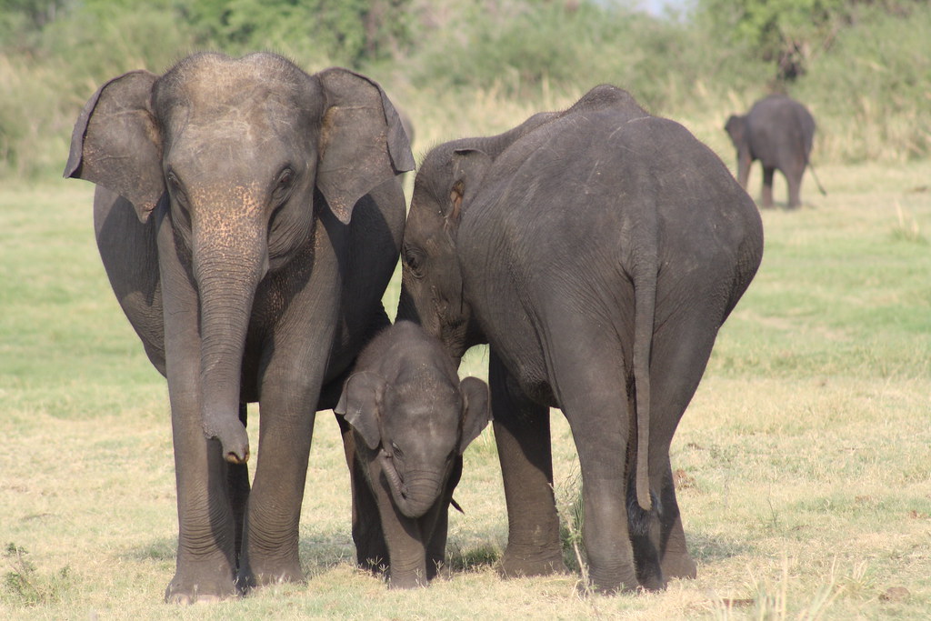Righty or Lefty? Elephants pick their Sides Early in Life