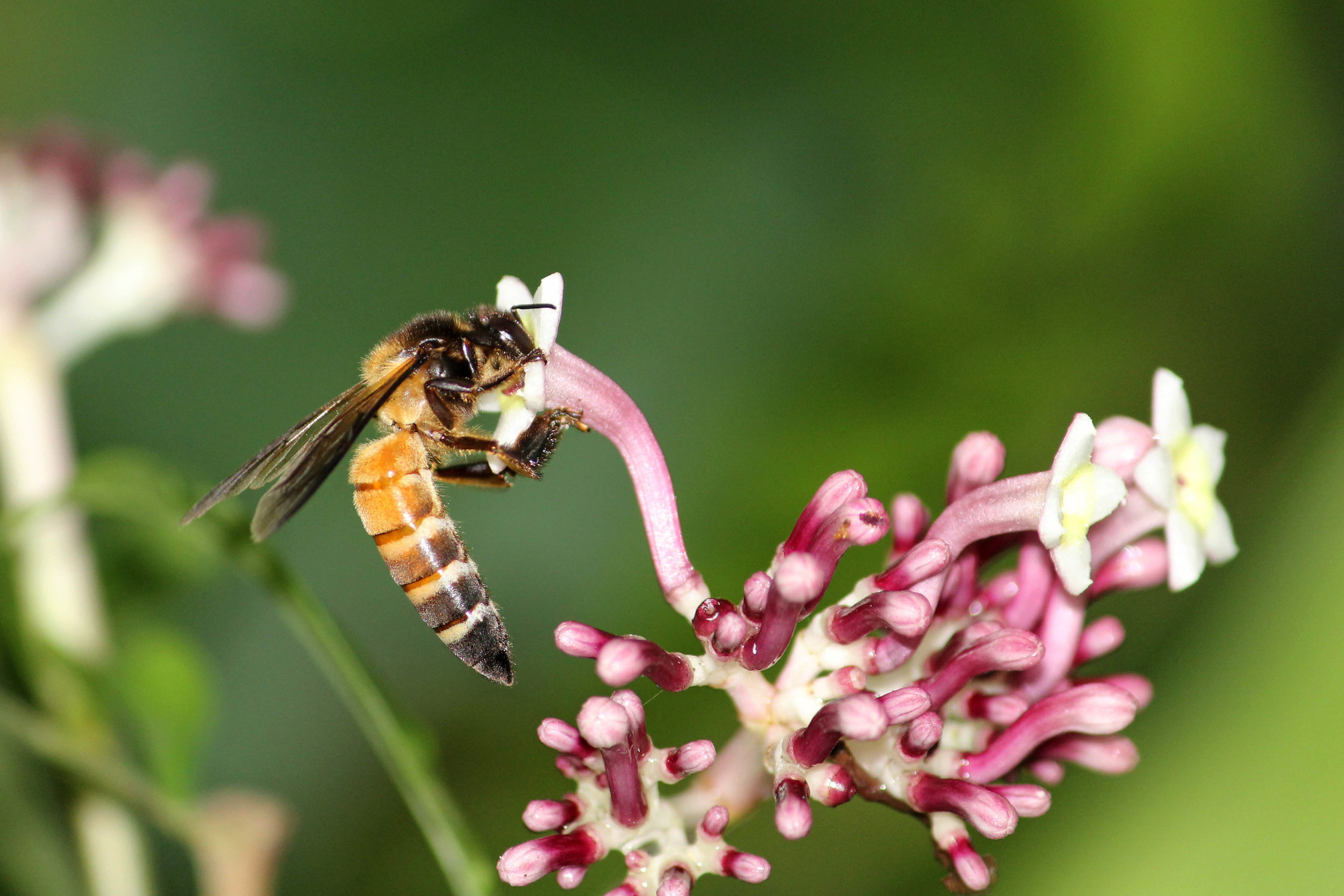 Air Pollution is Affecting Our Chief Pollinators