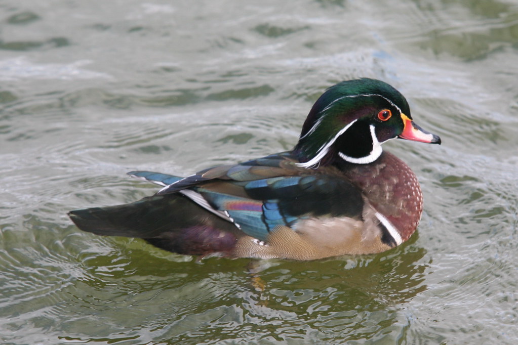 What is an American Wood Duck doing in Bengal?