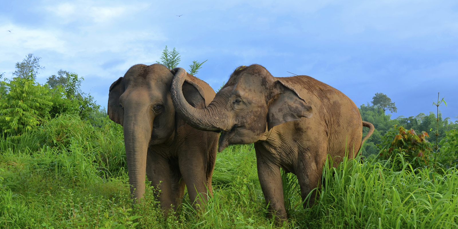 Growing A Forest For Odisha’s Elephants - India's Endangered