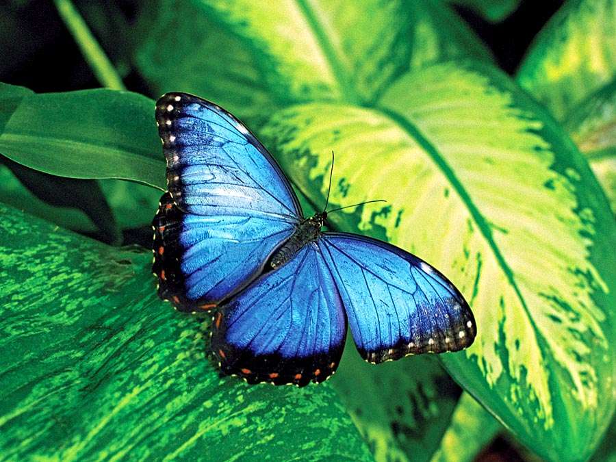 Why do Butterfly Wings Shimmer?