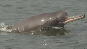 Does the Ganges River Dolphin Benefit from the New Dolphin Safari? - India\