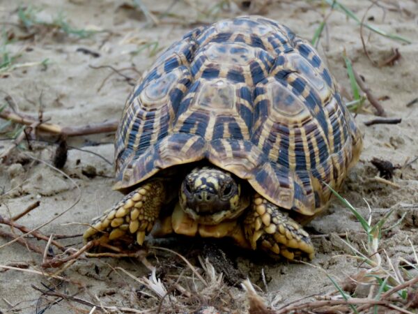 The Indian Star Tortoise Has Lost Its Genetic Diversity, Finds New Study