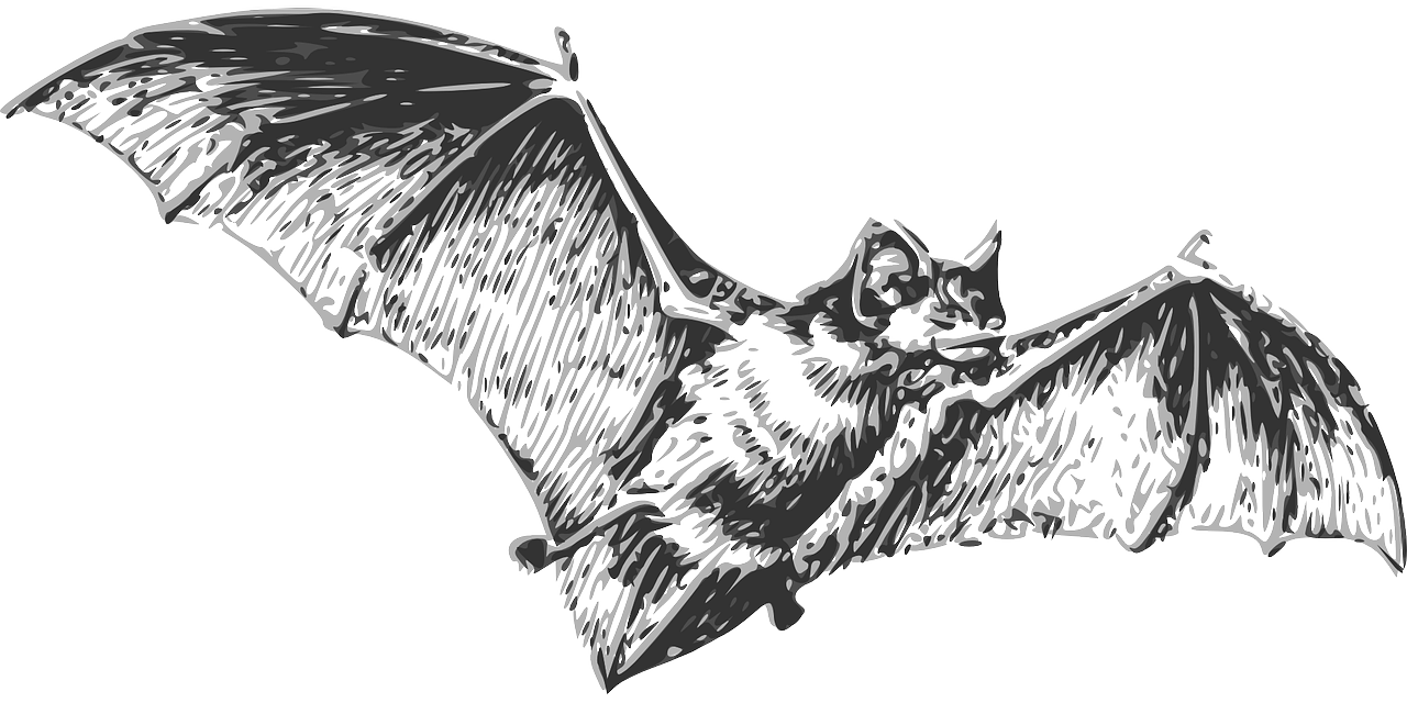 Rare Orange Bat Spotted in Chhatisgarh’s Kanger National Park 