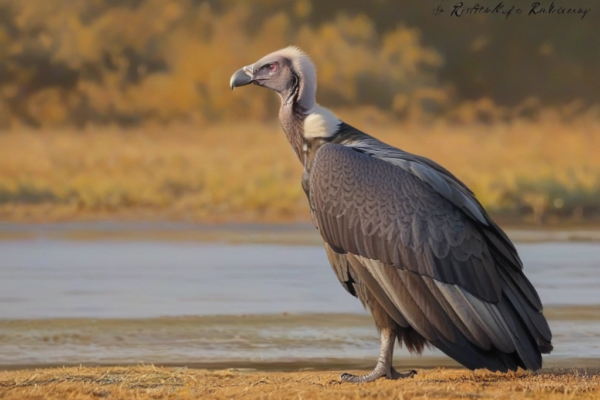 Over 100 White-Rumped Vultures Spotted in Uttar Pradesh After 20 Years