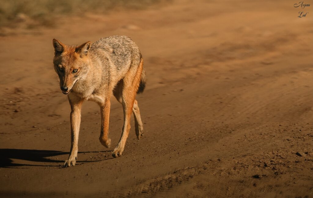 Golden Jackal 