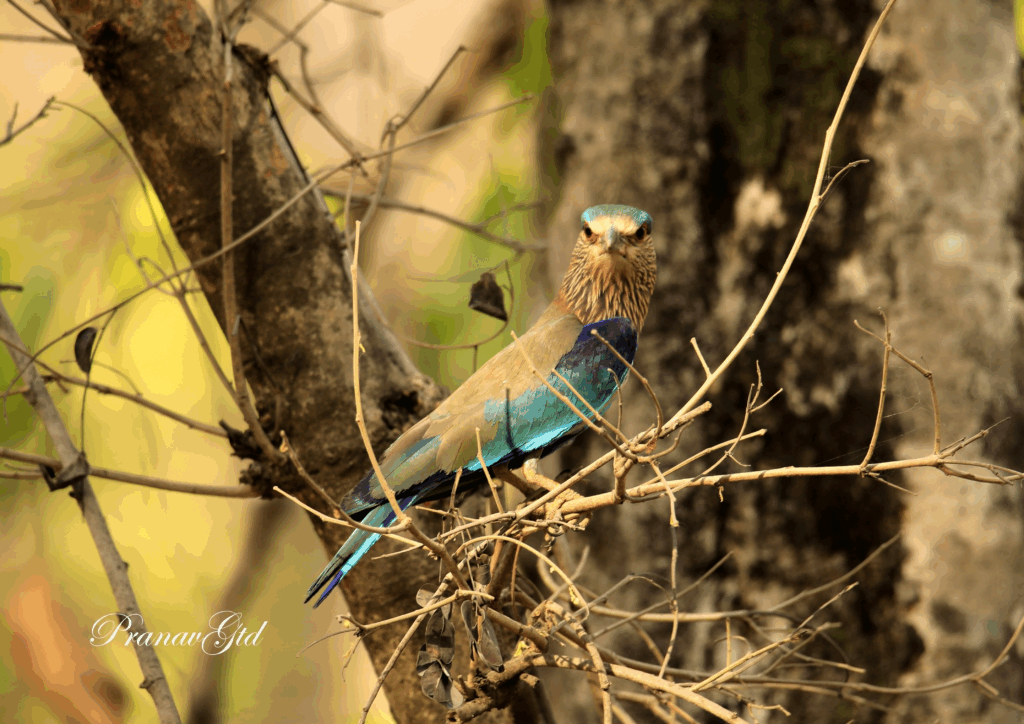 Indian Roller