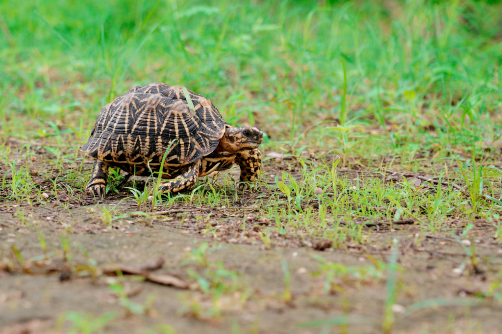 Indian Star Tortoise 