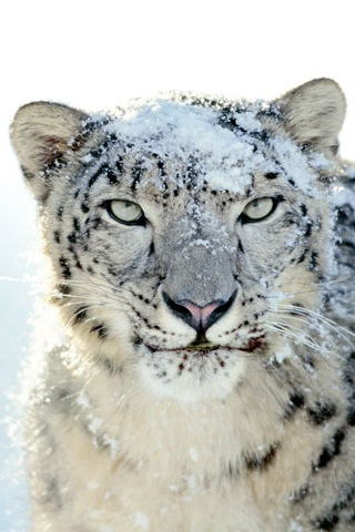 Uttarakhand Captures its First Snow Leopard on Camera