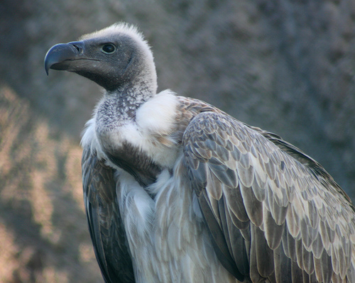 Only Five Vultures remain in Andhra Pradesh