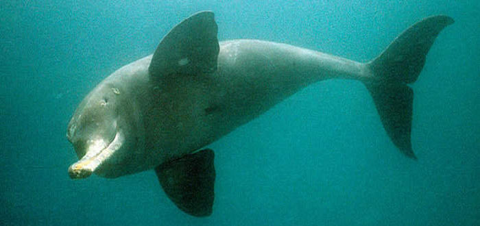Good News for Gangetic Dolphin