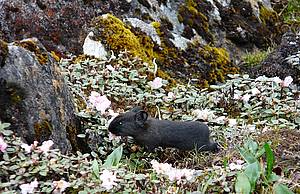 WWF-India Discovers Rare Mammal in Arunachal Pradesh