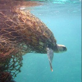 Ghost Fishing Scare at Gujarat Coasts