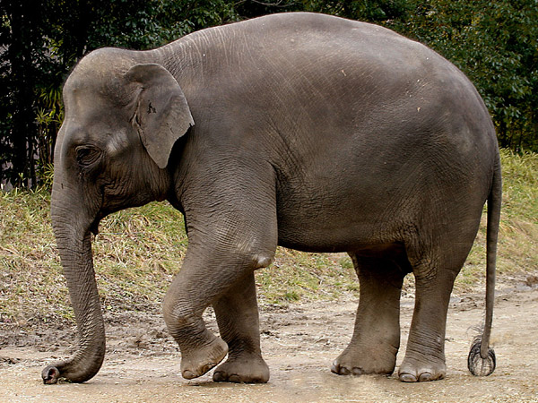 Interesting Facts about the Indian Elephant