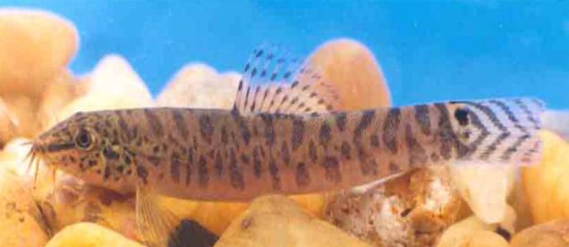 Western Ghat Aquatic Species plunging towards Extinction Warns IUCN