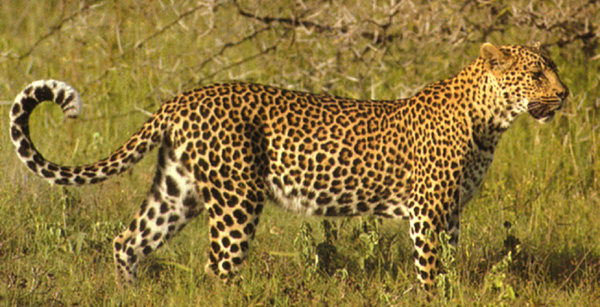 Four Leopards Killed Each Week in India