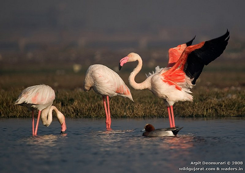 Road through Rann may Ruin Flamingo Population