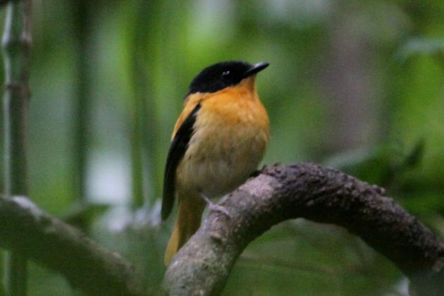Researchers Find 341 Species of Birds in Kerala