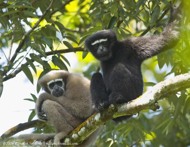 Interesting Facts about India’s only Apes: Hoolock Gibbons