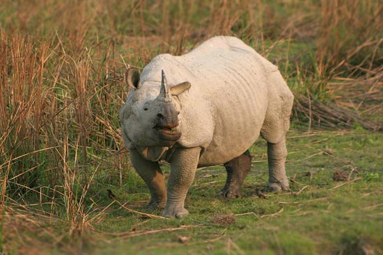Only Rhino in Man-made Forest Killed by Poachers
