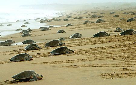Olive Ridley Turtle nesting delayed due to Climate Change