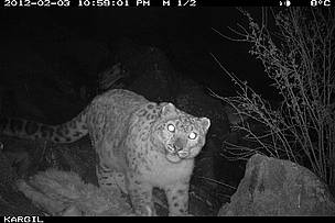 War torn Kargil now Home to Snow Leopards