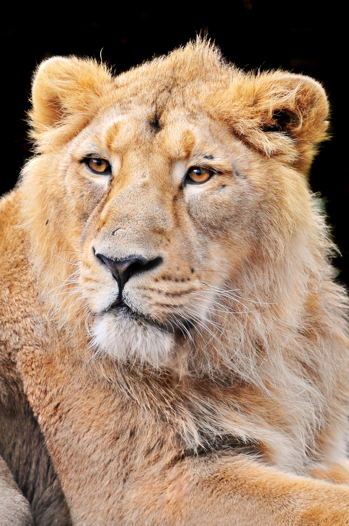Asiatic Lions no more Critically Endangered