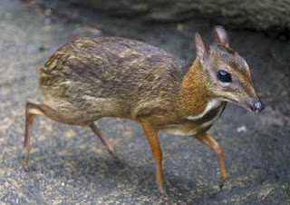 Rare Mouse Deer Sighted in Maharashtra