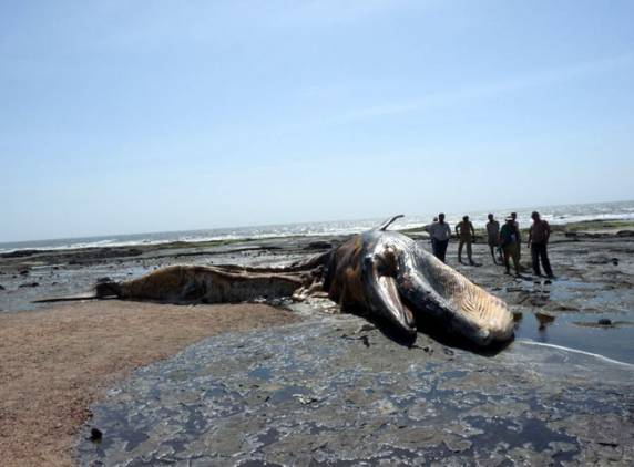 Rising Sea Animal Deaths in India’s South-West Coast