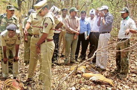 Poachers Strike Again: Chopped Tiger found in Maharashtra Tiger Reserve