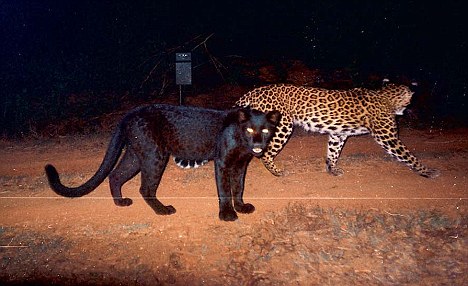 Black Leopard spotted in Karnataka Forest
