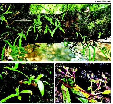 Researchers Find Rare Plant Species after 161 Years