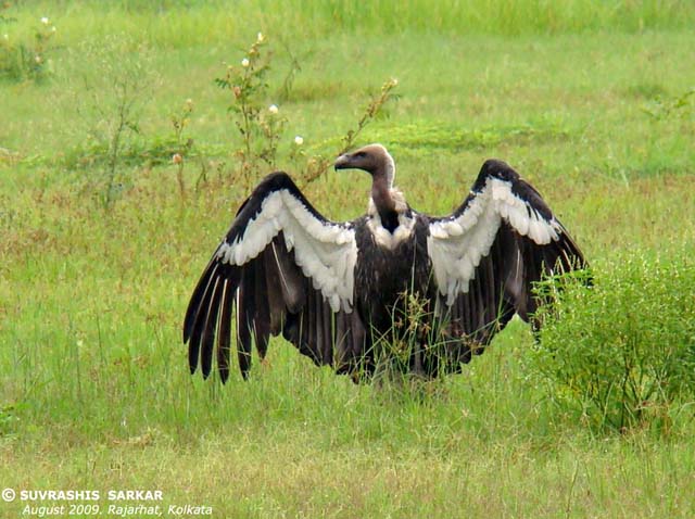 More than 100 Vultures Sighted in Himachal Pradesh